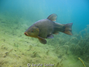 Tench, taken with Canon G10 , no strobe by Beate Seiler 